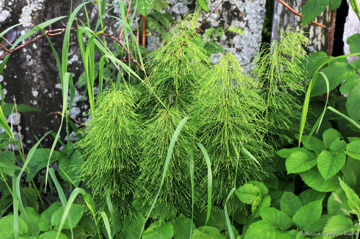 Изображение особи Equisetum sylvaticum.