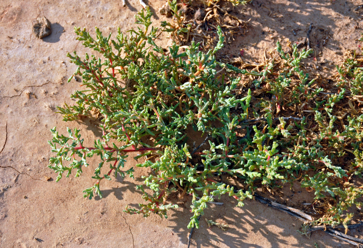 Image of Petrosimonia oppositifolia specimen.