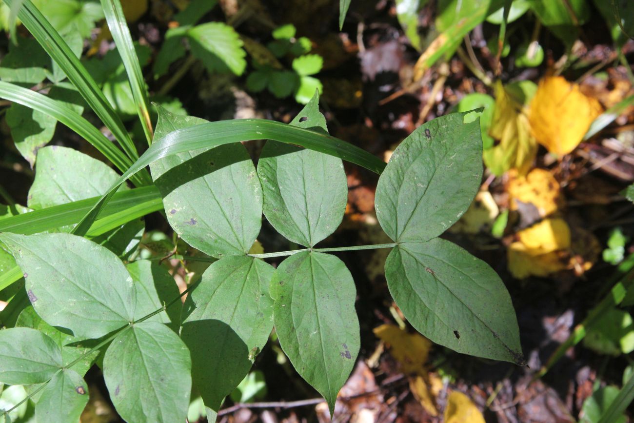 Изображение особи Lathyrus vernus.