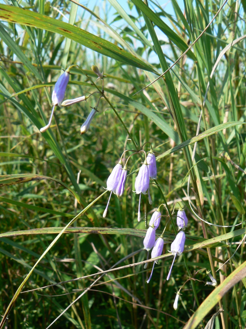 Изображение особи Adenophora verticillata.