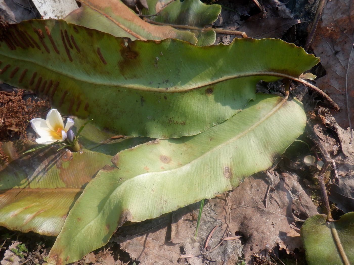 Изображение особи Phyllitis scolopendrium.