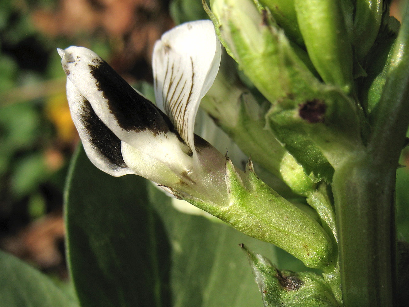 Image of Vicia faba specimen.