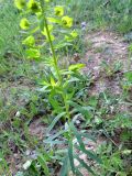род Euphorbia