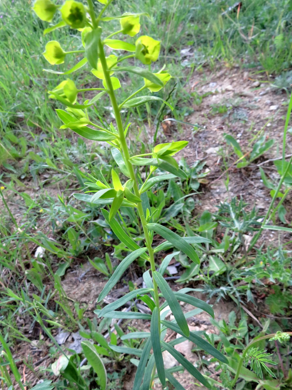 Image of genus Euphorbia specimen.