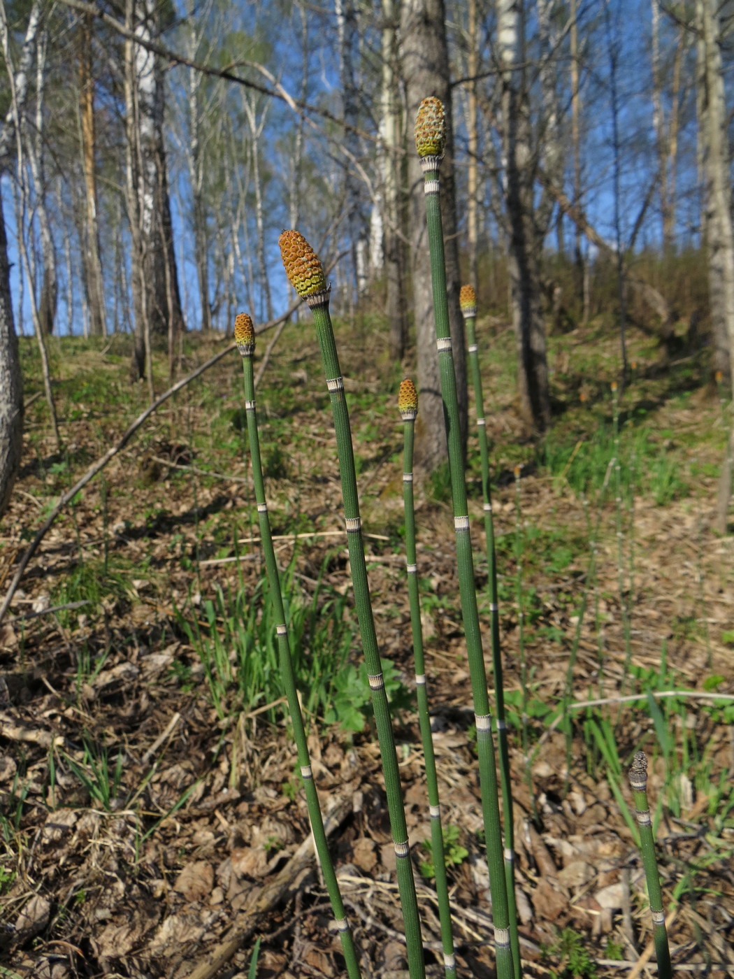 Image of Equisetum hyemale specimen.