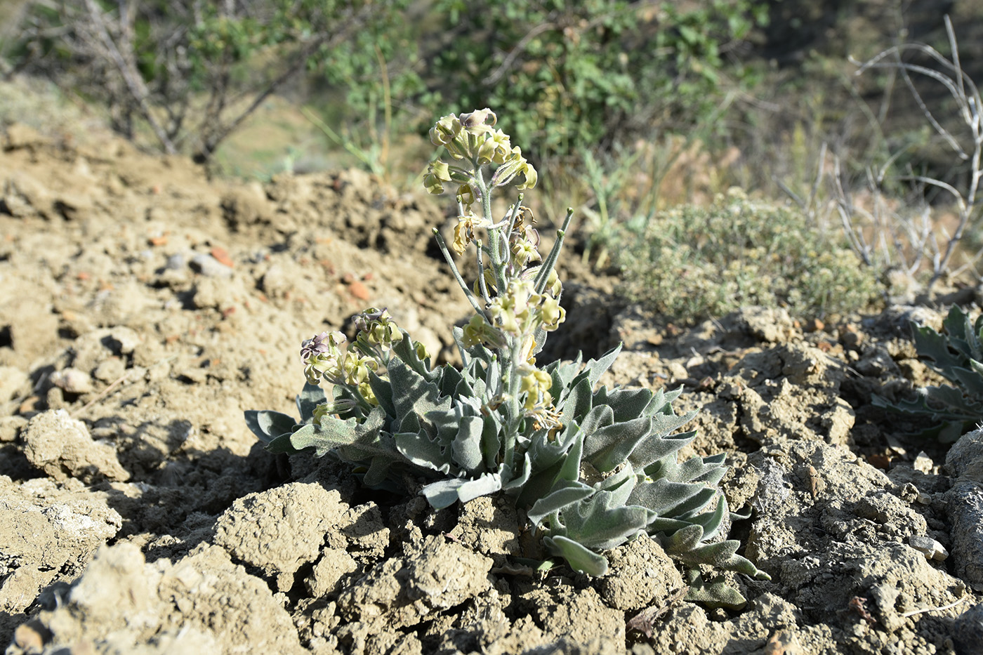 Image of Matthiola odoratissima specimen.