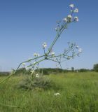 Galium pseudorivale