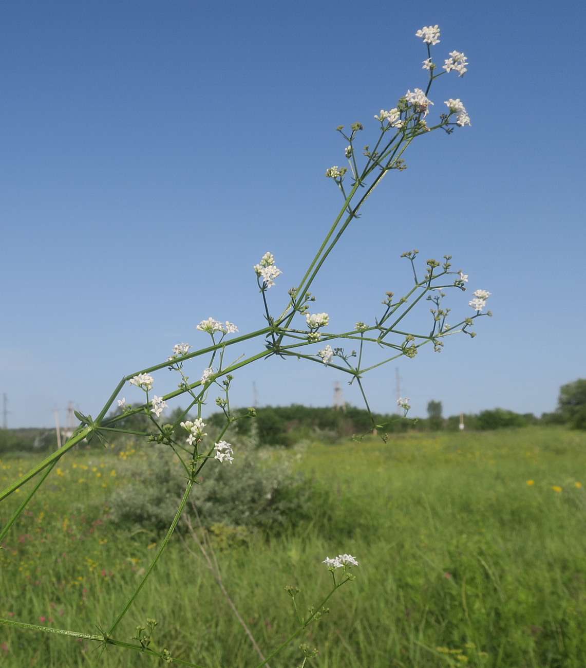 Изображение особи Galium pseudorivale.