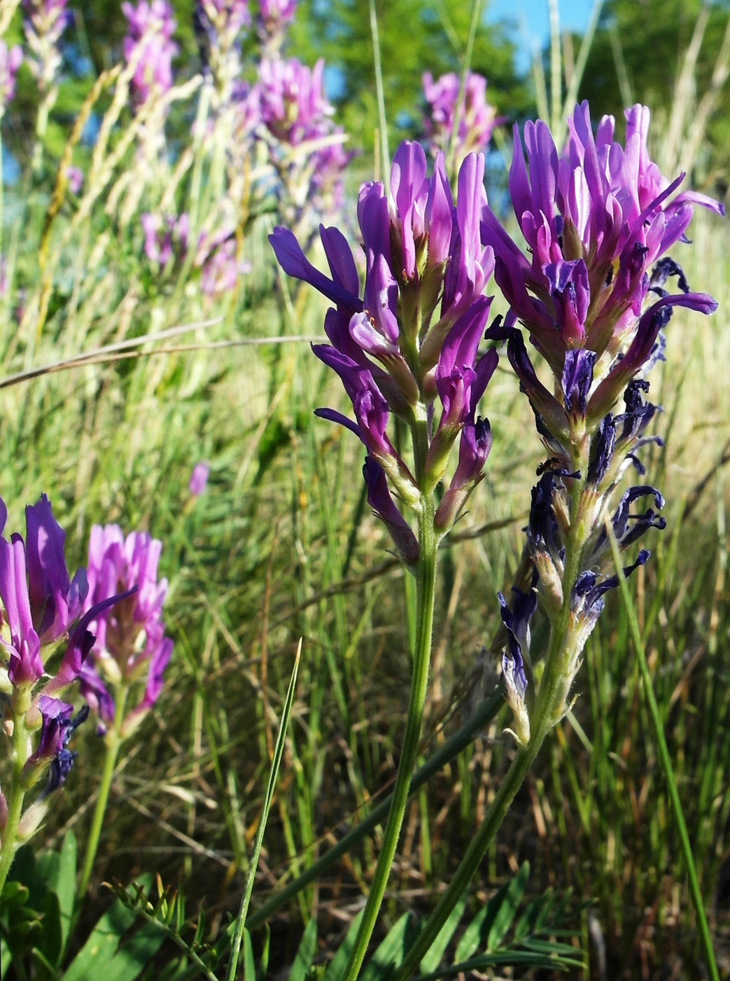 Image of Astragalus onobrychis specimen.