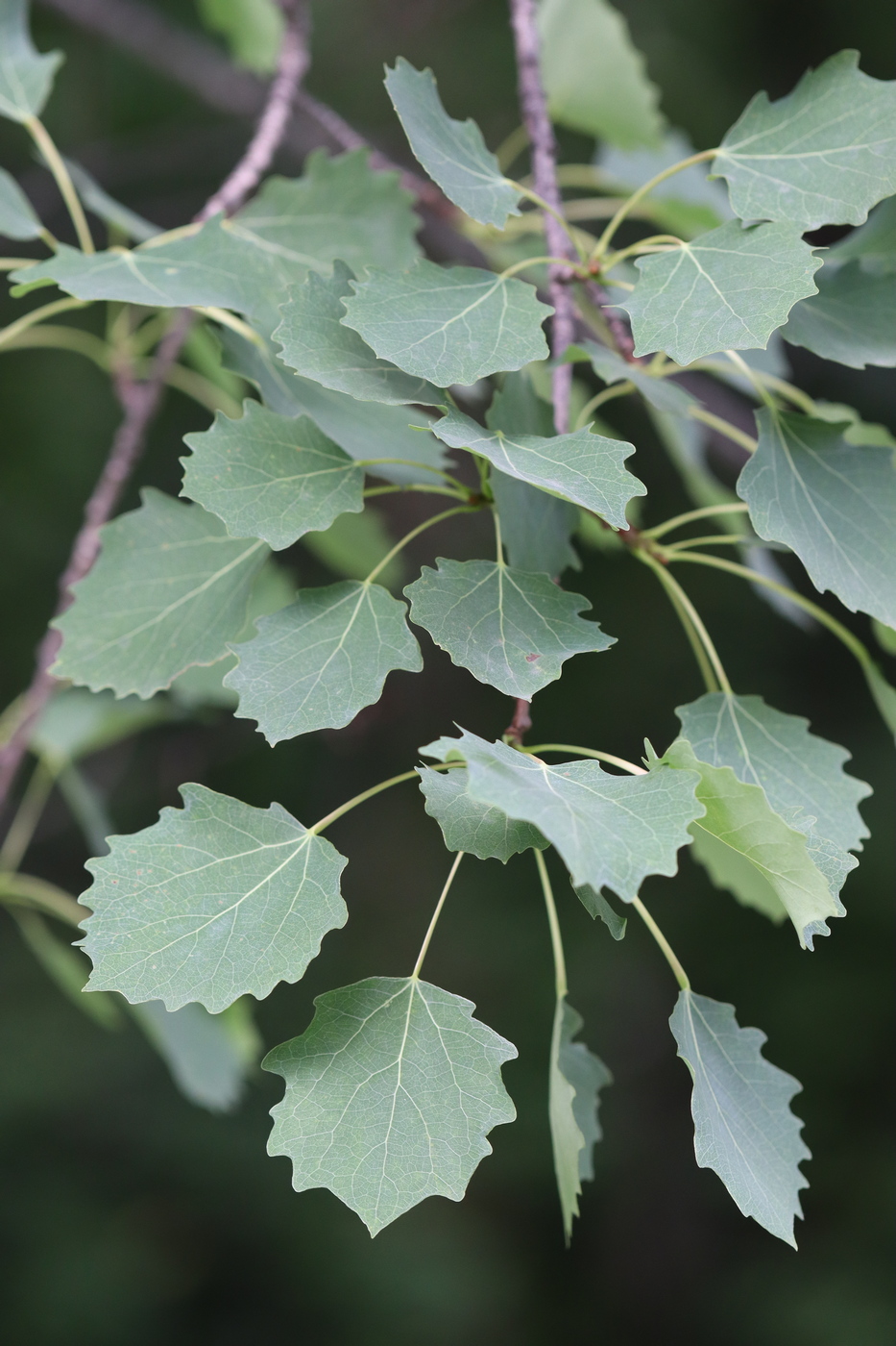 Image of Populus tremula specimen.