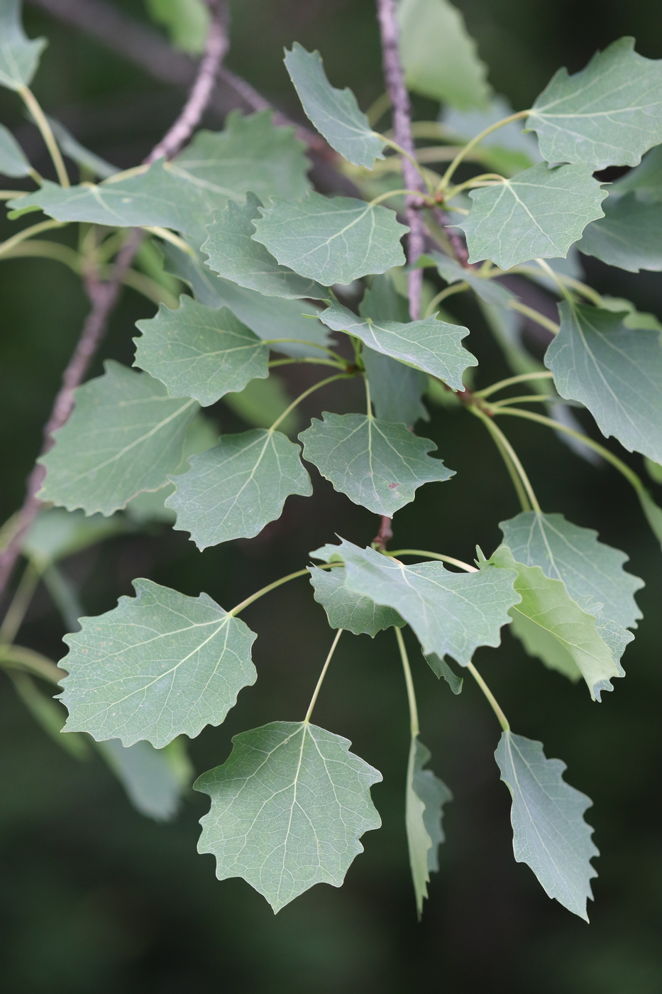 Изображение особи Populus tremula.