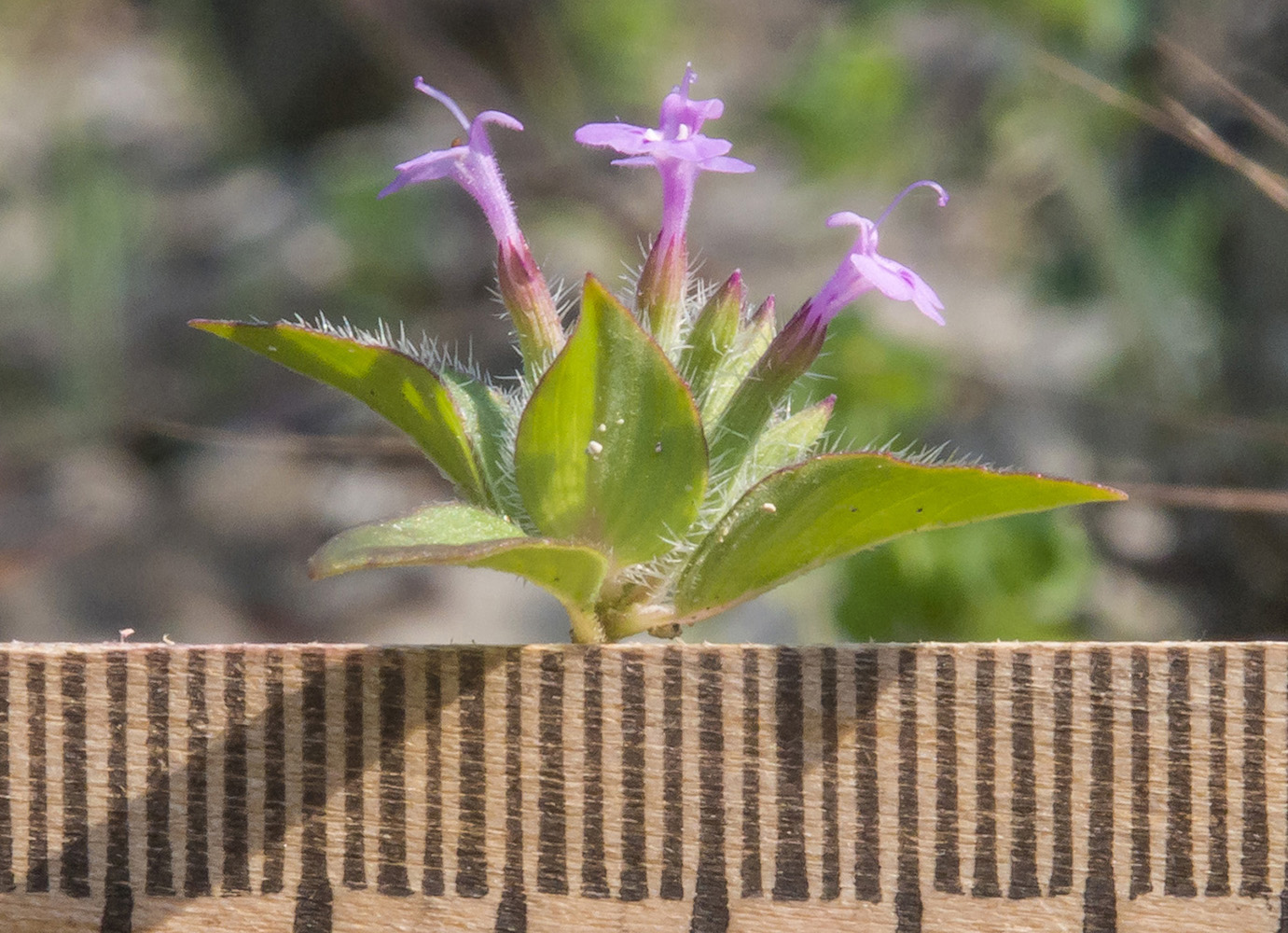 Image of Ziziphora capitata specimen.