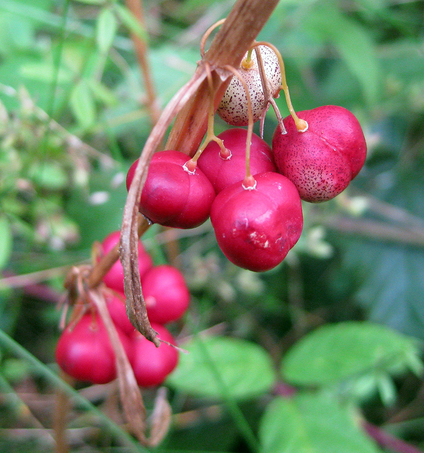 Image of Polygonatum verticillatum specimen.