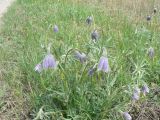 Pulsatilla dahurica