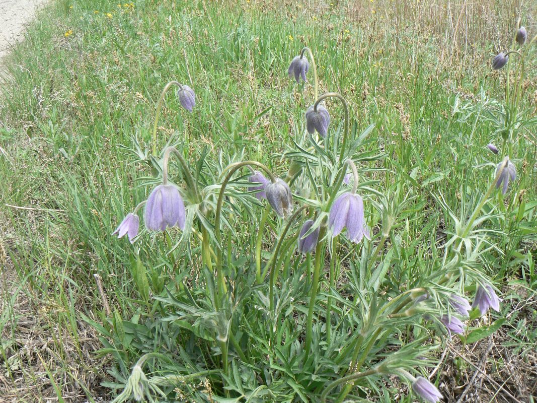 Image of Pulsatilla dahurica specimen.