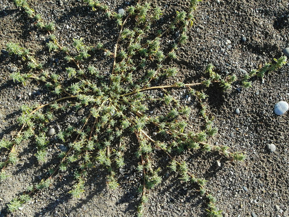 Image of genus Amaranthus specimen.