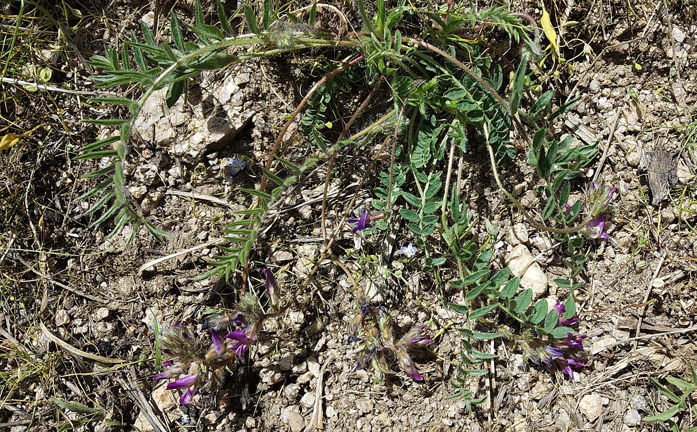 Image of Oxytropis litwinowii specimen.