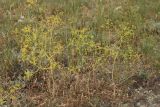 Ferula caspica. Цветущее растение. Крым, окр. Феодосии, Баракольская долина, нарушенная степь. 31 мая 2021 г.