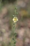 Verbascum orientale