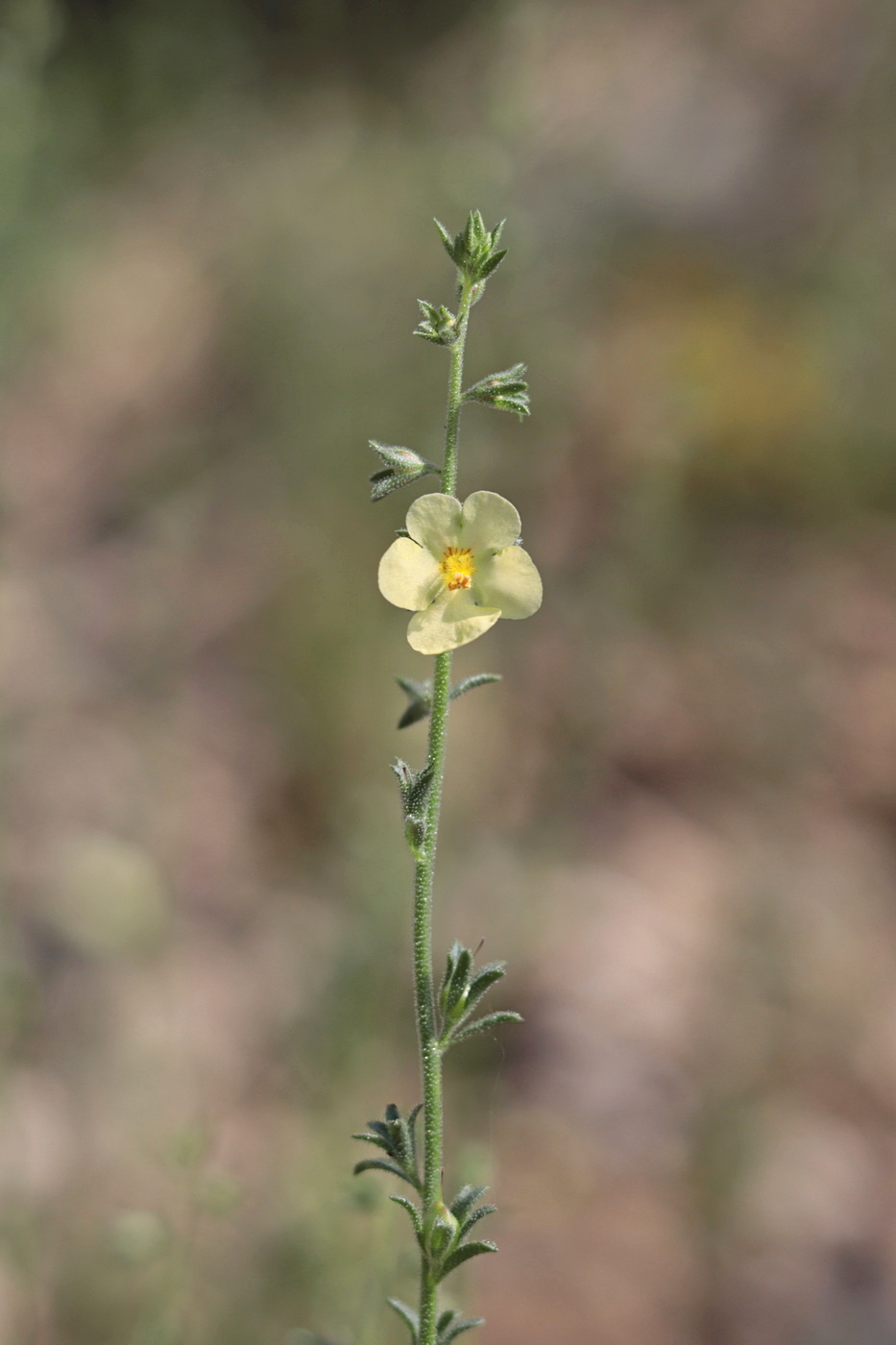 Изображение особи Verbascum orientale.