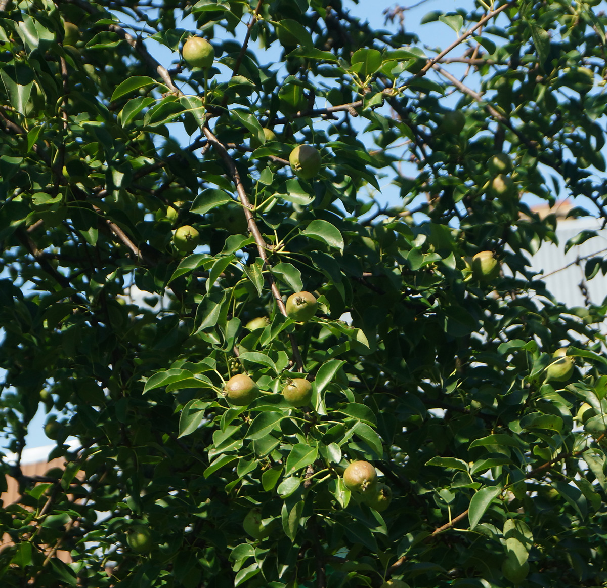 Image of Pyrus communis specimen.