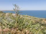 Falcaria vulgaris