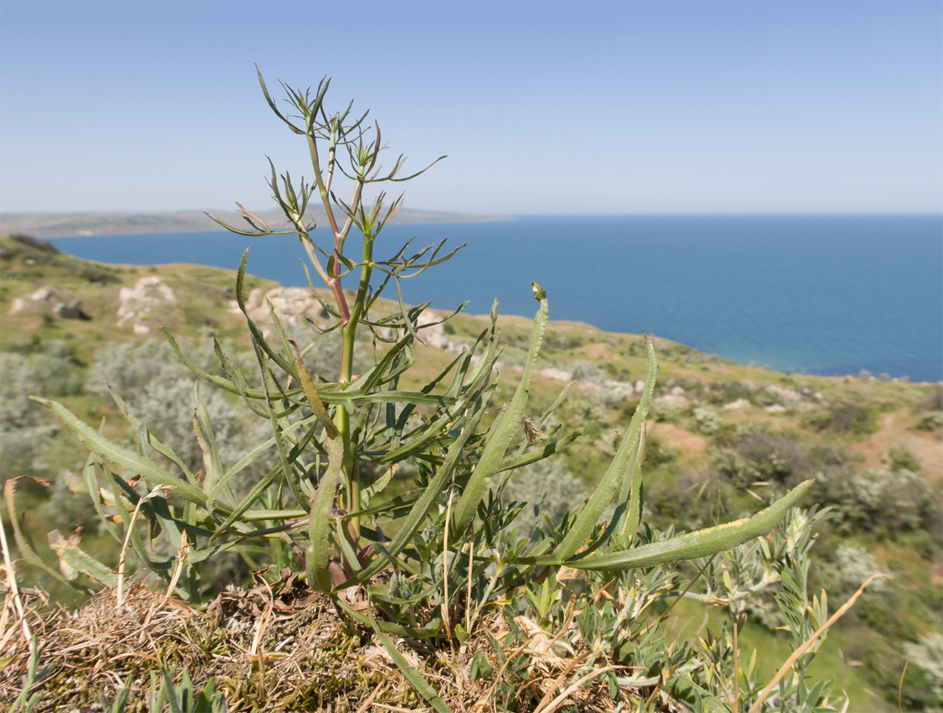 Изображение особи Falcaria vulgaris.