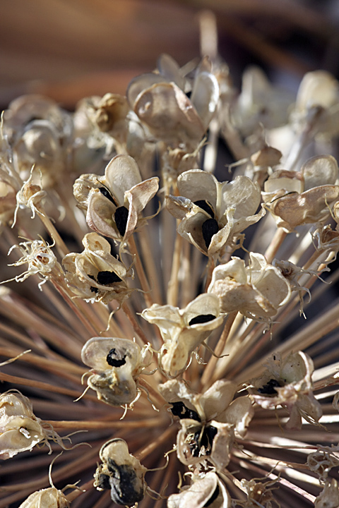 Image of Allium karataviense specimen.