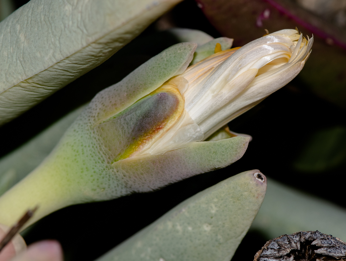 Image of Cheiridopsis denticulata specimen.