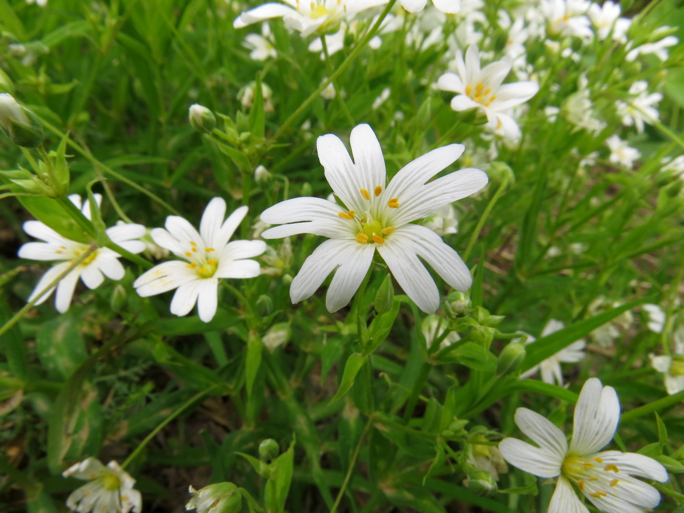 Image of Stellaria holostea specimen.