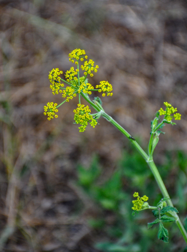 Изображение особи Pastinaca sylvestris.