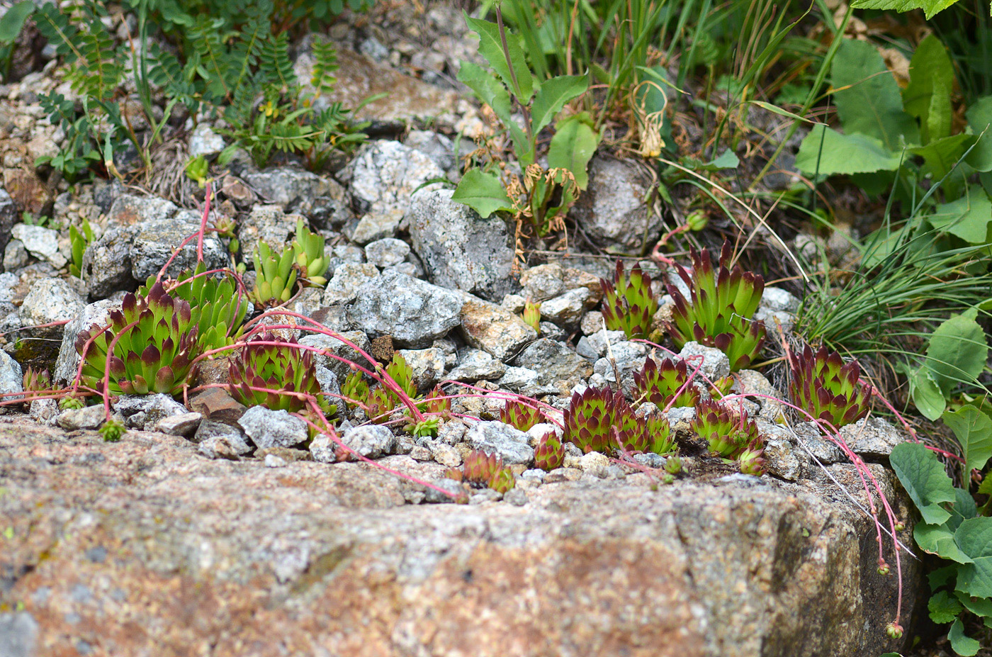 Image of Sempervivum caucasicum specimen.