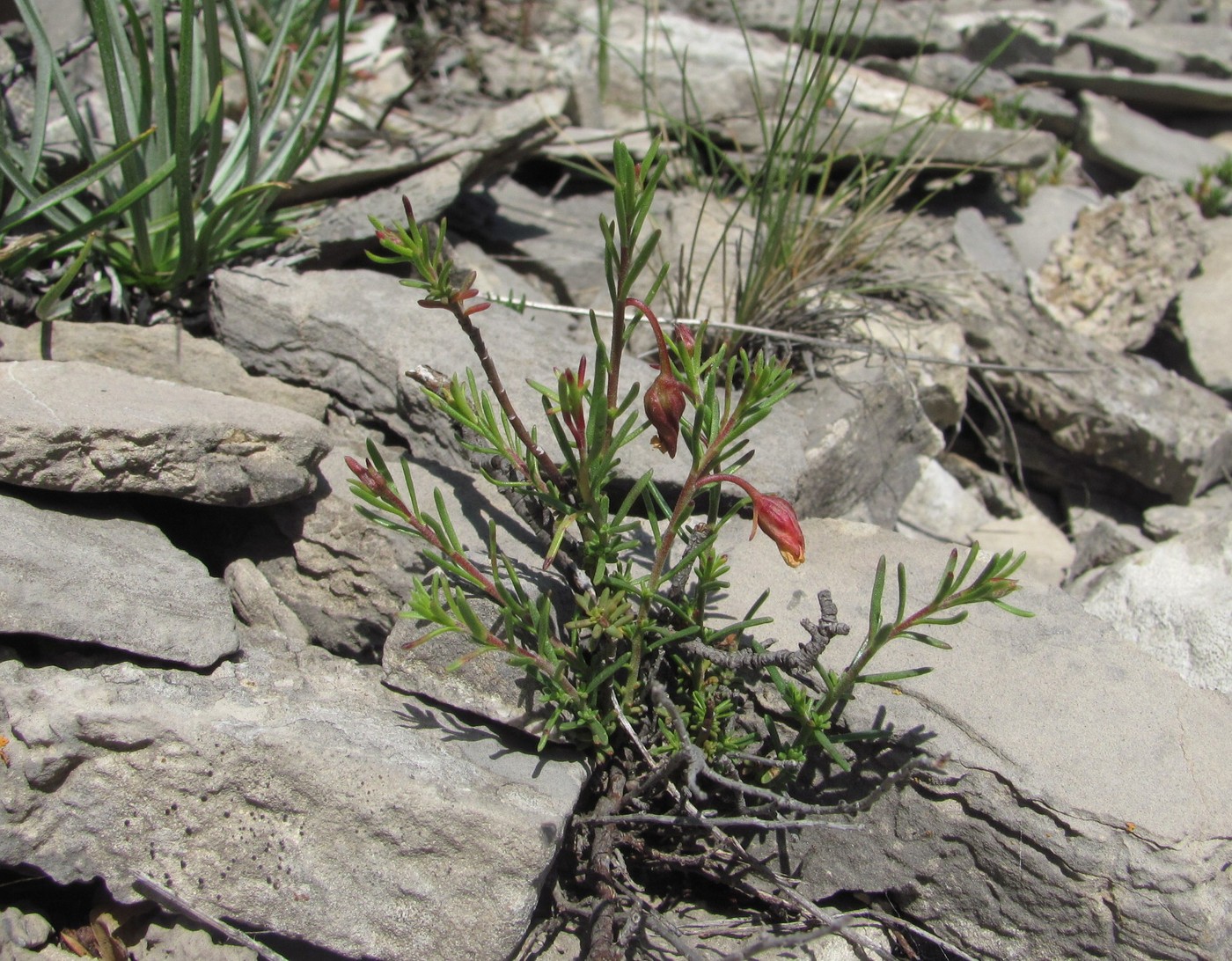 Image of Fumana procumbens specimen.