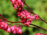 Heuchera sanguinea