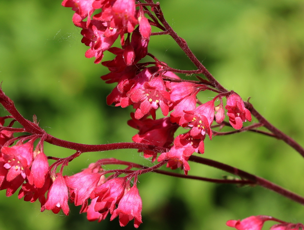 Image of Heuchera sanguinea specimen.