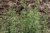 Epilobium palustre