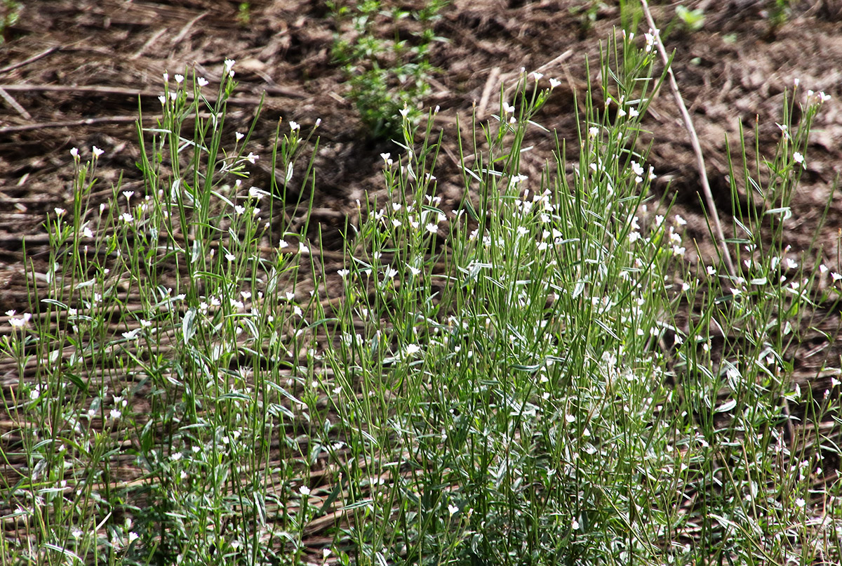 Image of Epilobium palustre specimen.