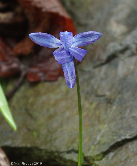 Image of genus Scilla specimen.