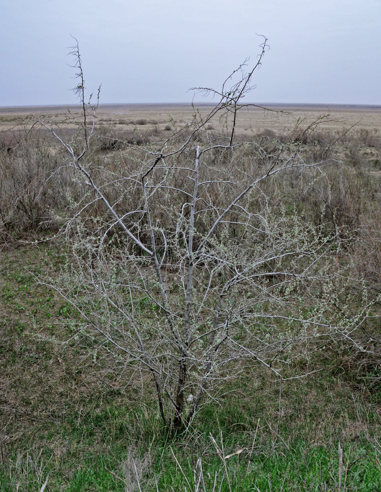 Image of Elaeagnus angustifolia specimen.