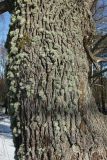 genus Ramalina