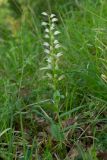 Cephalanthera longifolia