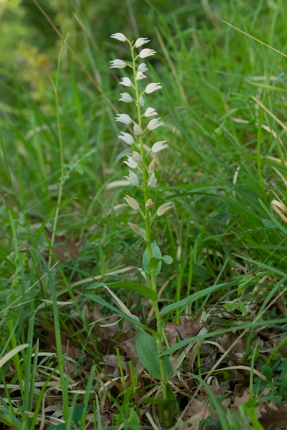 Image of Cephalanthera longifolia specimen.