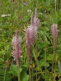 Plantago urvillei