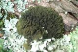division Ascomycota
