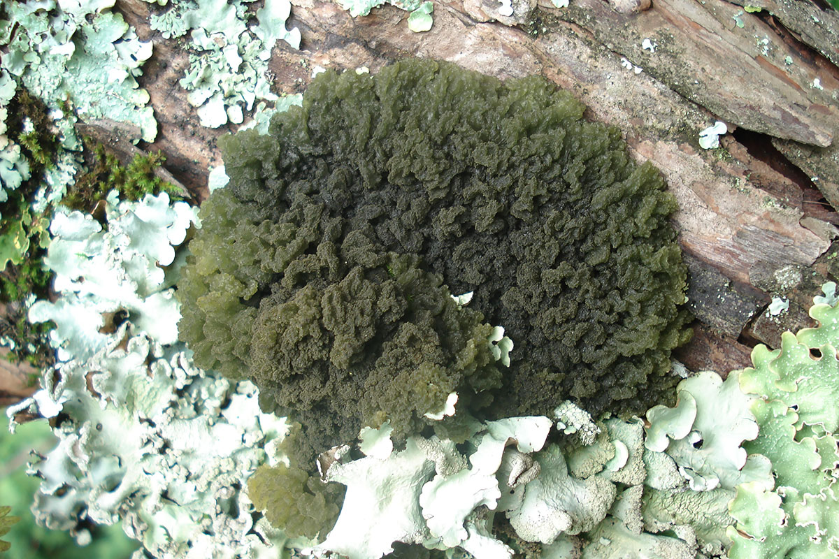 Image of division Ascomycota specimen.