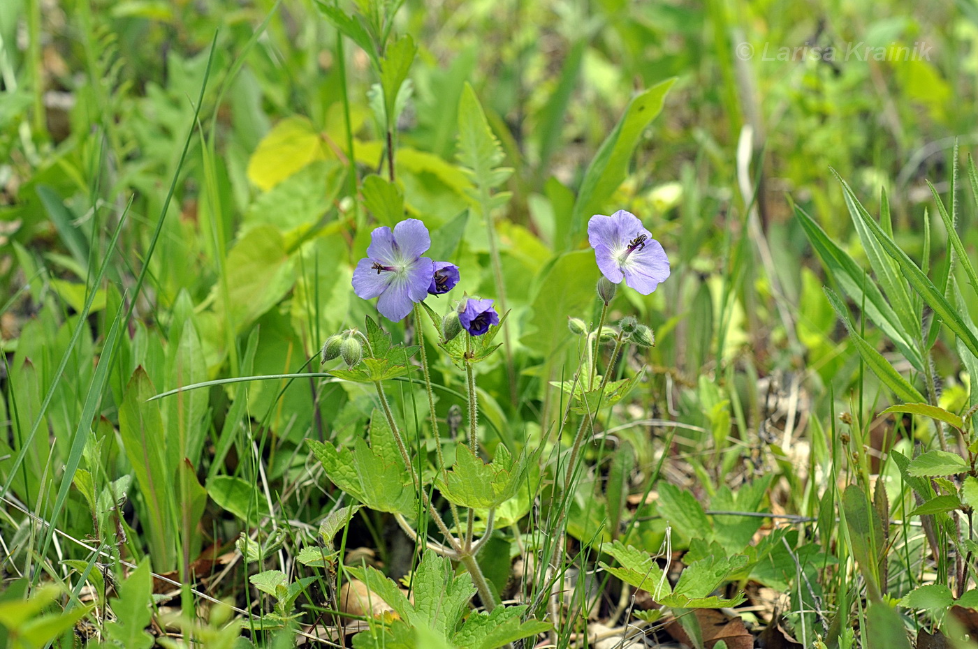 Image of Geranium platyanthum specimen.