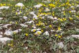 Draba hispida