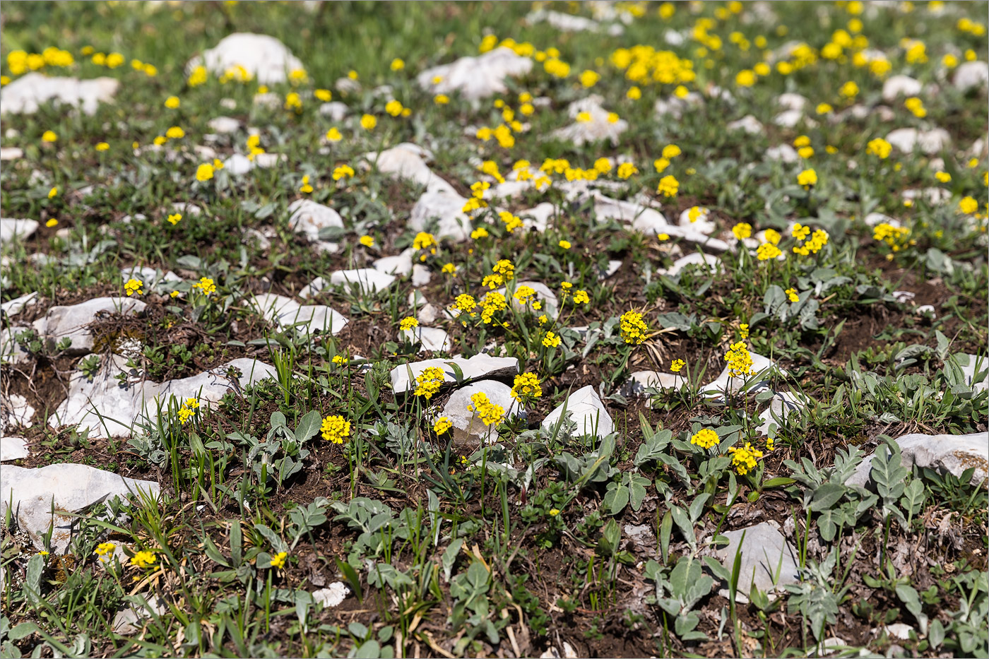 Image of Draba hispida specimen.