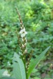 Persicaria hydropiper