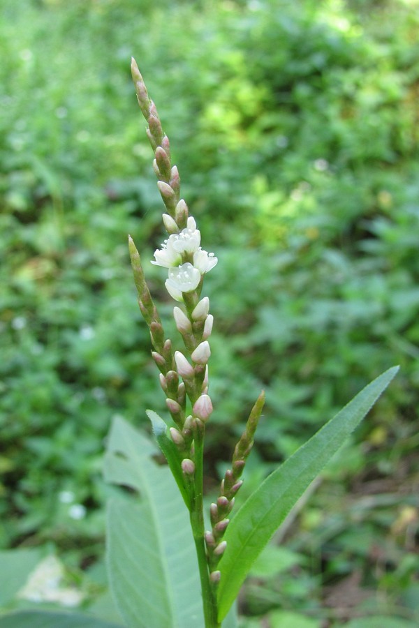 Image of Persicaria hydropiper specimen.